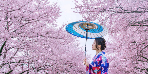 Sakura Japon